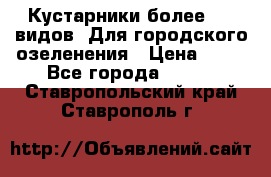 Кустарники более 100 видов. Для городского озеленения › Цена ­ 70 - Все города  »    . Ставропольский край,Ставрополь г.